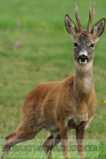 Rehfiep-Hubertus Weichselholz HU-2012303