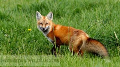 Mauspfeife- Fuchslocker Hubertus Wildlocker Art. Nr. HU-2012371