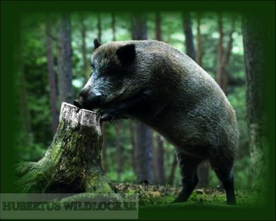 Salzpaste mit Anisaroma im 2,5 kg Eimer / Wildlockmittel Art. Nr. HU- 94001