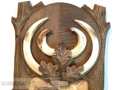 Hubertus Keilerwaffenschild