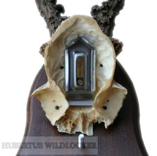 Gehrnklammern 10er Pack fr Rehbocktrophen Model Nr. K-001