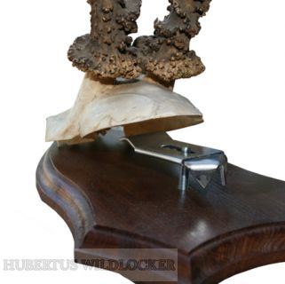 Gehrnklammern 10er Pack fr Rehbocktrophen Model Nr. K-001