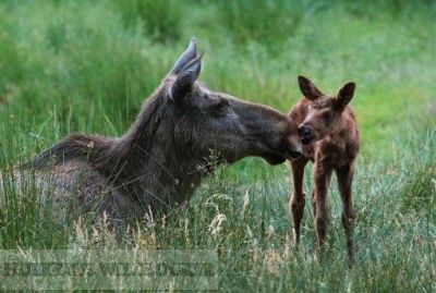Buttolo-Elchkalblocker