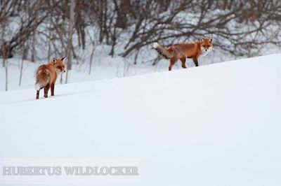 Fuchsranzlaut / Fuchslocker Hubertus / Wildlocker Art. Nr.HU-2012383