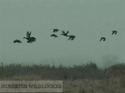 Entenlocker und Krhenlocker