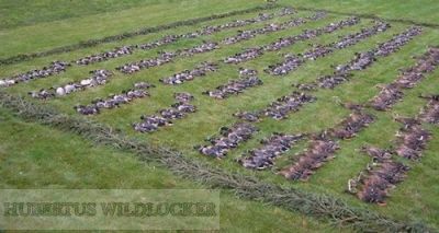 Entenlocker und Krhenlocker