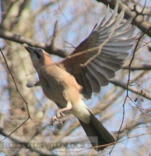 Eichelhherbalzruflocker