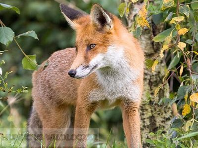 Fuchslocker Turbo Maus & Vogelzwitscher / Hubertus Art. Nr.HU-2012375