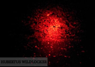 Wildfinder Filterglas Farbe rot fr Maxx 5 LED Power Lampe bis