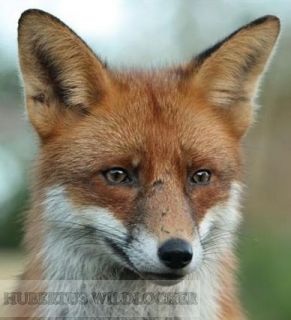 Kaninchenklage- Fuchslocker / Hubertus Wildlocker Art. Nr. HU-2012373