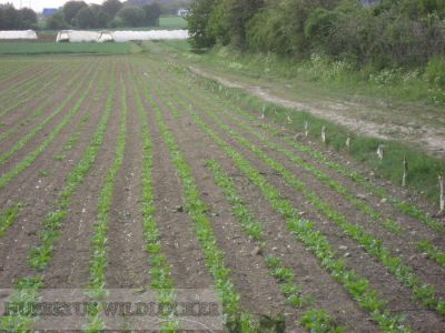 Hukinol / Wildlenkungs- Wildvergrmungsmittel 500 ml HU- 201510