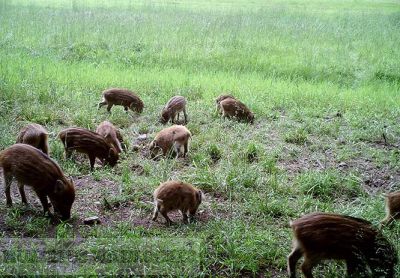 Hukinol / Wildlenkungs- Wildvergrmungsmittel 500 ml HU- 201510