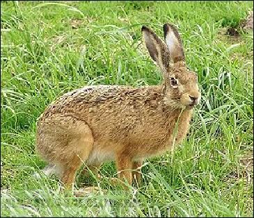 Hasenklage/ Fuchslocker Hubertus Wildlocker Art. Nr. HU-2012377