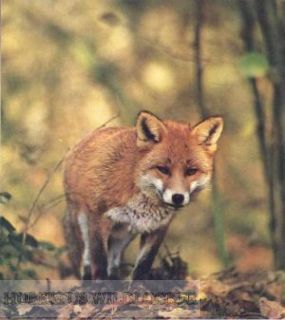 Hasenklage/ Fuchslocker Hubertus Wildlocker Art. Nr. HU-2012377