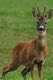 Reh Fiep-Gro Art.Nr. HU-2012307