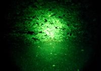 Wildfinder Filterglas Farbe grün für Maxx 5 LED Power Lampe bis Wildfinder Filterglas Farbe grün für Maxx 5 LED Power Lampe bis